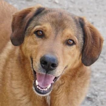 Mikosch, male young Mixed Breed for adoption at Hundegarten Serres, Euskirchen