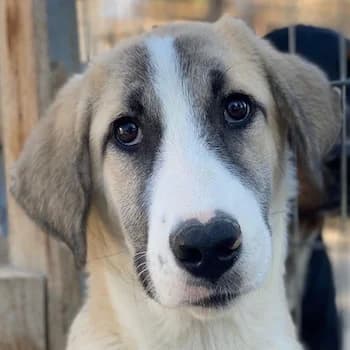 Manella, female young Mixed Breed for adoption at Hundegarten Serres, Euskirchen