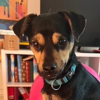 Phil, male young Mixed Breed for adoption at Hundegarten Serres, Euskirchen