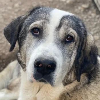 Torac, male young Mixed Breed for adoption at Hundegarten Serres, Euskirchen