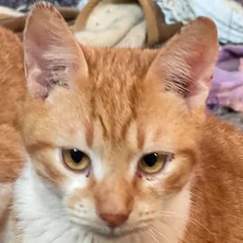 Robert, 6yo Mixed Breed for adoption at Hundegarten Serres, Euskirchen