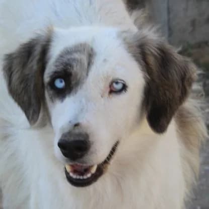 Vesta, female young Mixed Breed for adoption at Hundegarten Serres, Euskirchen