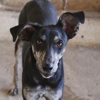 Savina, female young Mixed Breed for adoption at Hundegarten Serres, Euskirchen