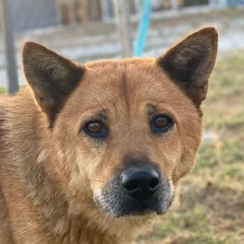 Foxita, female 6yo Mixed Breed for adoption at Hundegarten Serres, Euskirchen