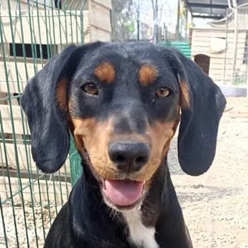Funny, female 4yo Mixed Breed for adoption at Hundegarten Serres, Euskirchen