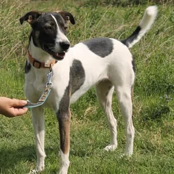 Lacta, female 3yo Mixed Breed for adoption at Hundegarten Serres, Euskirchen