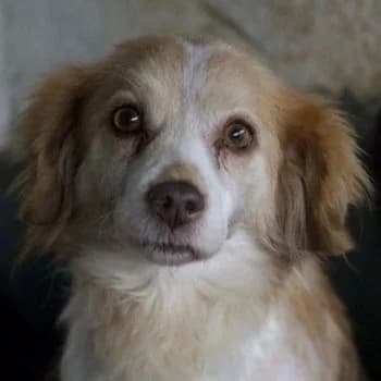 Milona, female 5yo Mixed Breed for adoption at Hundegarten Serres, Euskirchen