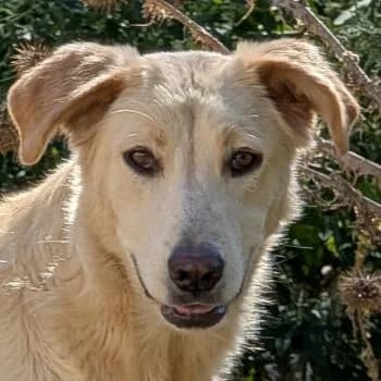 Liova, female young Mixed Breed for adoption at Hundegarten Serres, Euskirchen