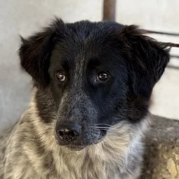 Ashwin, male young Mixed Breed for adoption at Hundegarten Serres, Euskirchen