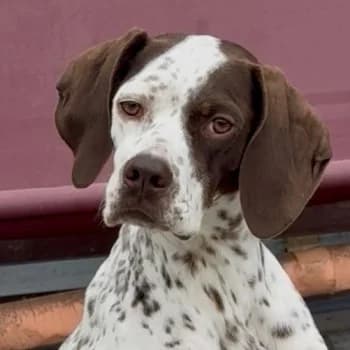 Acira, female 3yo Mixed Breed for adoption at Hundegarten Serres, Euskirchen