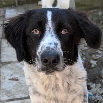 Silas, male young Mixed Breed for adoption at Hundegarten Serres, Euskirchen