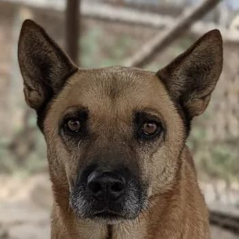 Diesel, male 4yo Mixed Breed for adoption at Hundegarten Serres, Euskirchen