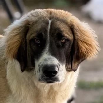 Ley, male young Mixed Breed for adoption at Hundegarten Serres, Euskirchen