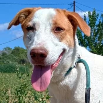 Doria, female young Mixed Breed for adoption at Hundegarten Serres, Euskirchen