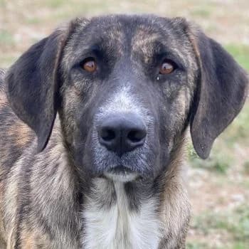 Tenera, female young Mixed Breed for adoption at Hundegarten Serres, Euskirchen