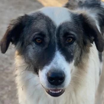 Ravli, female young Mixed Breed for adoption at Hundegarten Serres, Euskirchen