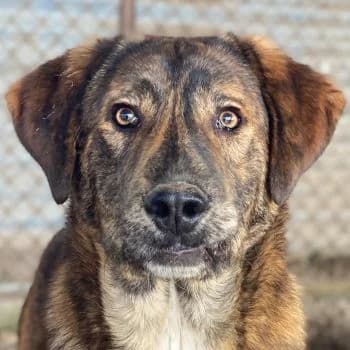 Fiyero, male puppy Mixed Breed for adoption at Hundegarten Serres, Euskirchen