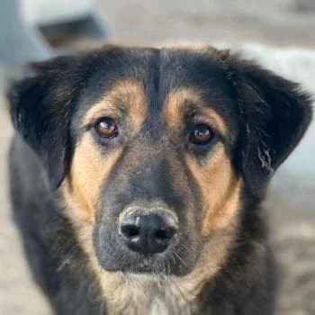 Glinda, female puppy Mixed Breed for adoption at Hundegarten Serres, Euskirchen