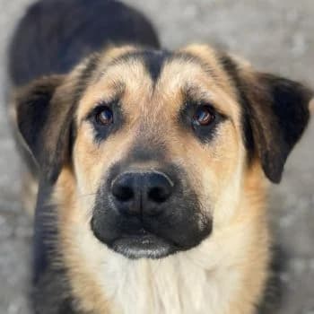 Elphaba, female puppy Mixed Breed for adoption at Hundegarten Serres, Euskirchen