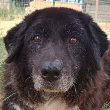 Betty, female senior Mixed Breed for adoption at Hundegarten Serres, Euskirchen