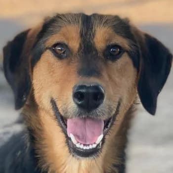 Rockie, male puppy Mixed Breed for adoption at Hundegarten Serres, Euskirchen