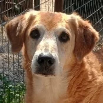 Flower, female senior Mixed Breed for adoption at Hundegarten Serres, Euskirchen