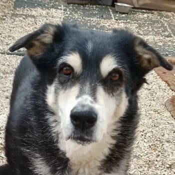Toula, female senior Mixed Breed for adoption at Hundegarten Serres, Euskirchen