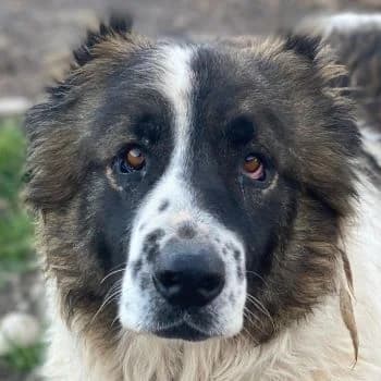 Marla, female 6yo Mixed Breed for adoption at Hundegarten Serres, Euskirchen