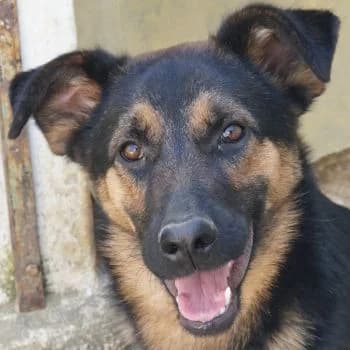 Enid, female young Mixed Breed for adoption at Hundegarten Serres, Euskirchen