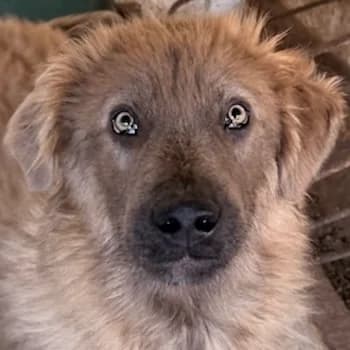 Franklyn, male young Mixed Breed for adoption at Hundegarten Serres, Euskirchen