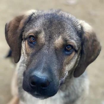 Ryn, male young Mixed Breed for adoption at Hundegarten Serres, Euskirchen