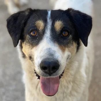 Fanny, female 5yo Mixed Breed for adoption at Hundegarten Serres, Euskirchen