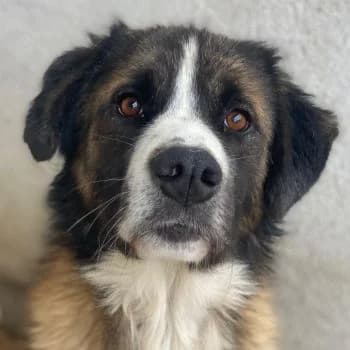Beetles, male young Mixed Breed for adoption at Hundegarten Serres, Euskirchen