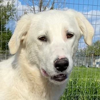 Gwendolyn, female 5yo Mixed Breed for adoption at Hundegarten Serres, Euskirchen
