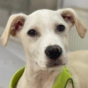 Atreyu, male puppy Mixed Breed for adoption at Hundegarten Serres, Euskirchen