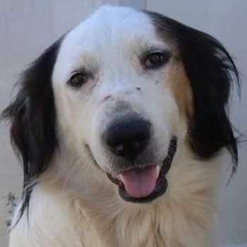 Lyra, female 5yo Mixed Breed for adoption at Hundegarten Serres, Euskirchen