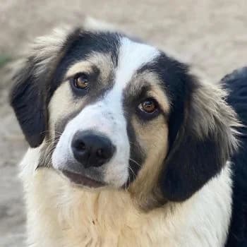 Rhydan, male puppy Mixed Breed for adoption at Hundegarten Serres, Euskirchen