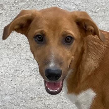 Rahel, female 5yo Mixed Breed for adoption at Hundegarten Serres, Euskirchen
