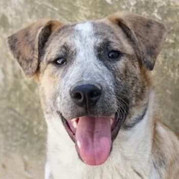 Kiara, female puppy Mixed Breed for adoption at Hundegarten Serres, Euskirchen