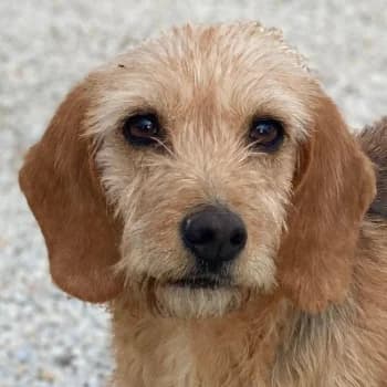 Tharu, female young Mixed Breed for adoption at Hundegarten Serres, Euskirchen