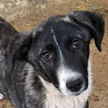 Tsuki, female young Mixed Breed for adoption at Hundegarten Serres, Euskirchen