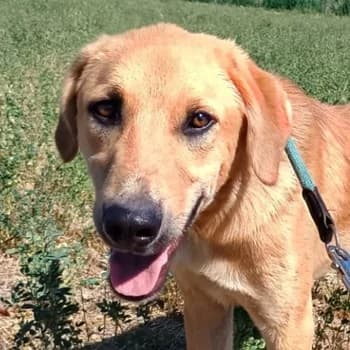 Petros, male young Mixed Breed for adoption at Hundegarten Serres, Euskirchen