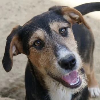 Kunigunde, female puppy Mixed Breed for adoption at Hundegarten Serres, Euskirchen