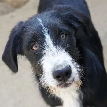 Kasimir, male puppy Mixed Breed for adoption at Hundegarten Serres, Euskirchen