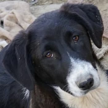 Pinot, female puppy Mixed Breed for adoption at Hundegarten Serres, Euskirchen