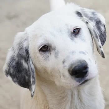 Riesling, male puppy Mixed Breed for adoption at Hundegarten Serres, Euskirchen