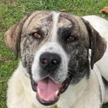 Pugsley, male young Mixed Breed for adoption at Hundegarten Serres, Euskirchen