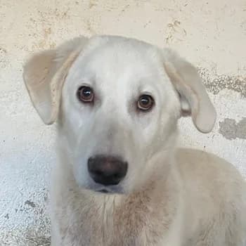 Elion, male young Mixed Breed for adoption at Hundegarten Serres, Euskirchen