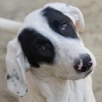 Pinotage, female puppy Mixed Breed for adoption at Hundegarten Serres, Euskirchen