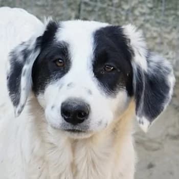 Sauvignon Blanc, female puppy Mixed Breed for adoption at Hundegarten Serres, Euskirchen